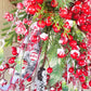 Grapevine Basket Snow Globe Christmas Wreath